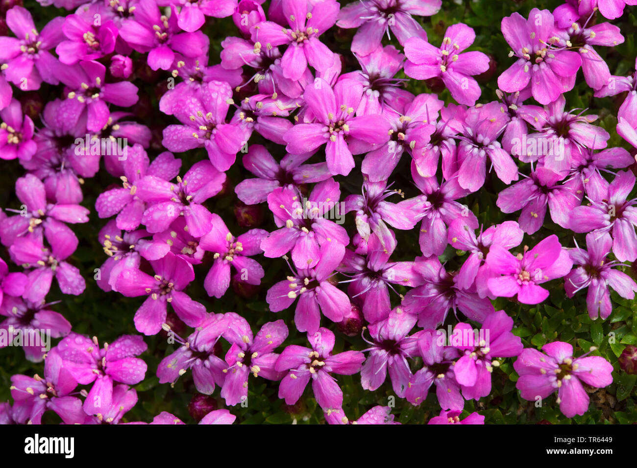 Moss campion, Cushion Pink (Silene acaulis), blooming, Germany, Bavaria Stock Photo