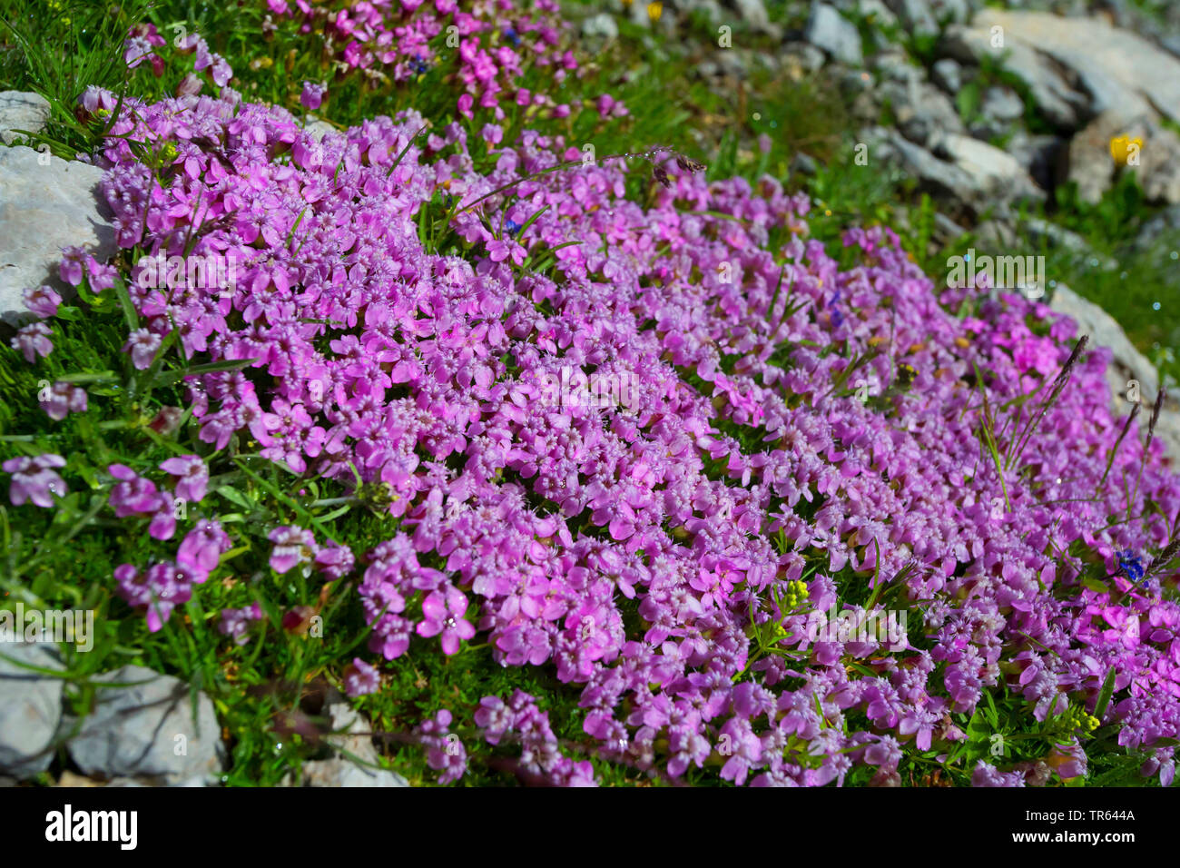 Moss campion, Cushion Pink (Silene acaulis), blooming, Germany, Bavaria Stock Photo