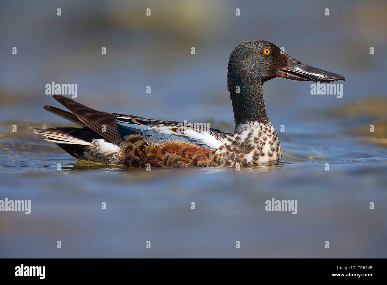 northern shoveller (Anas clypeata), swimming drake, side view, Sweden Stock Photo