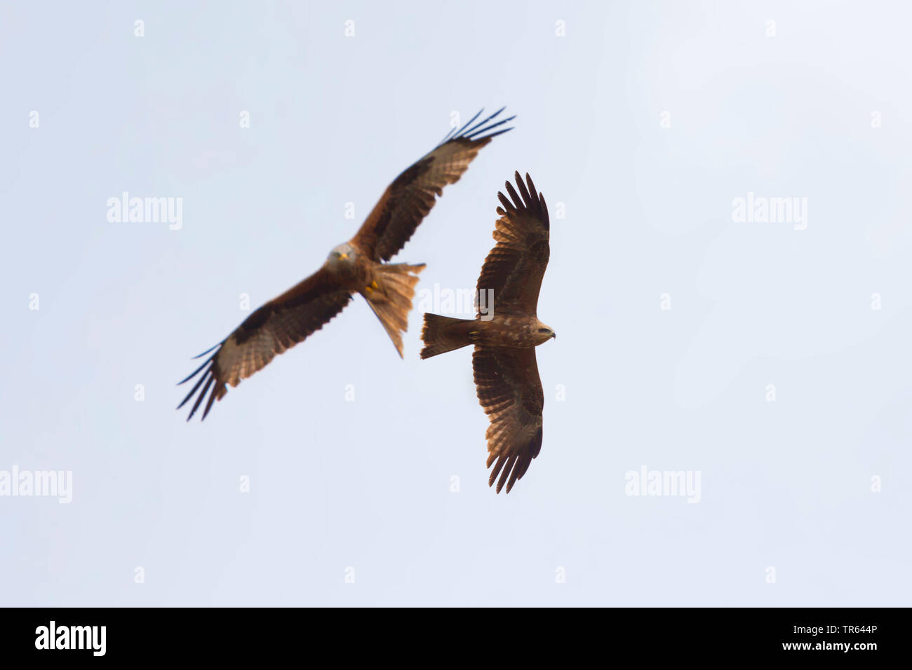 Red Kite Milvus Milvus Flying Together With Black Kite