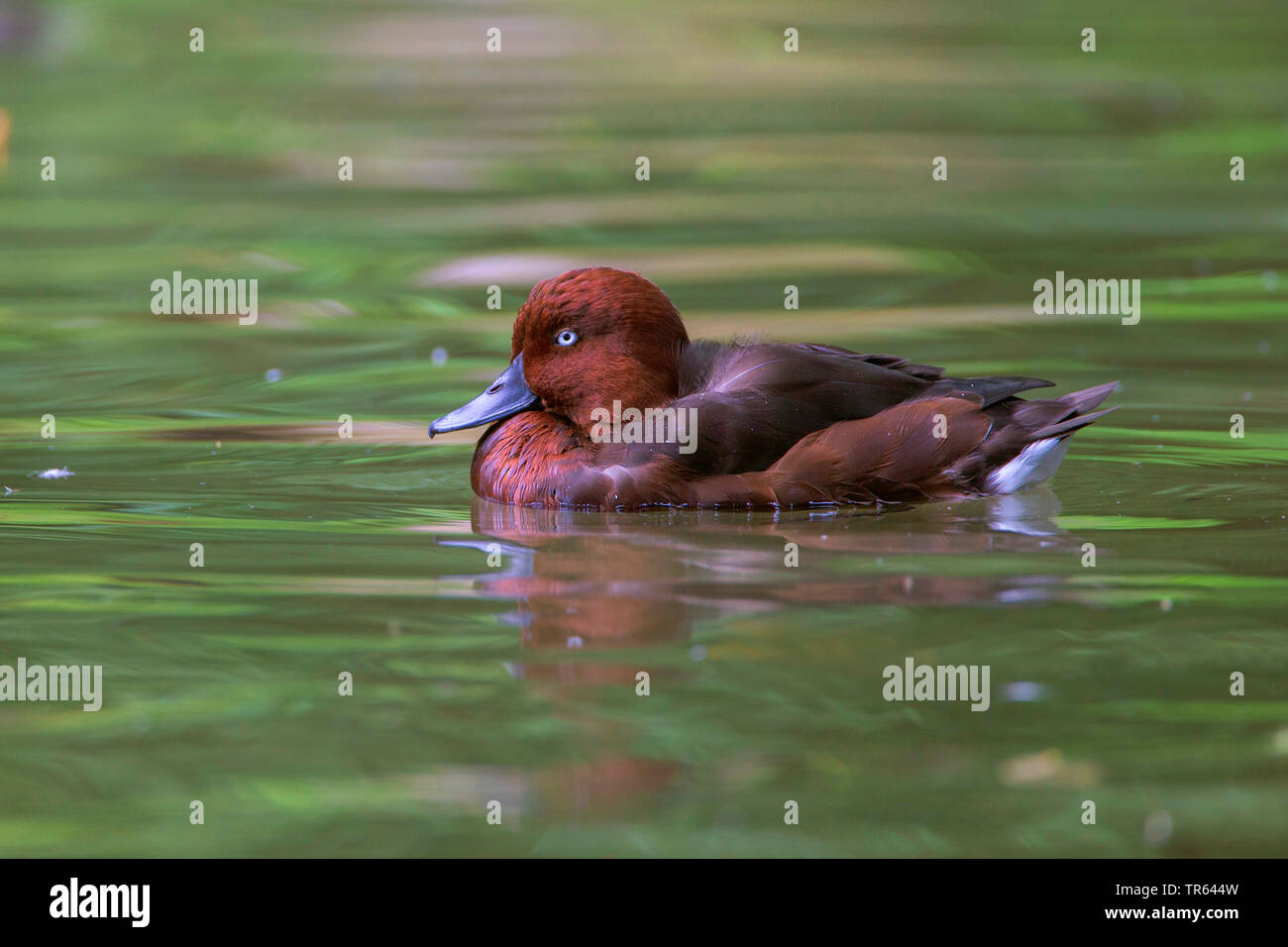 ferruginous duck (Aythya nyroca), swimming drake, side view, Germany Stock Photo