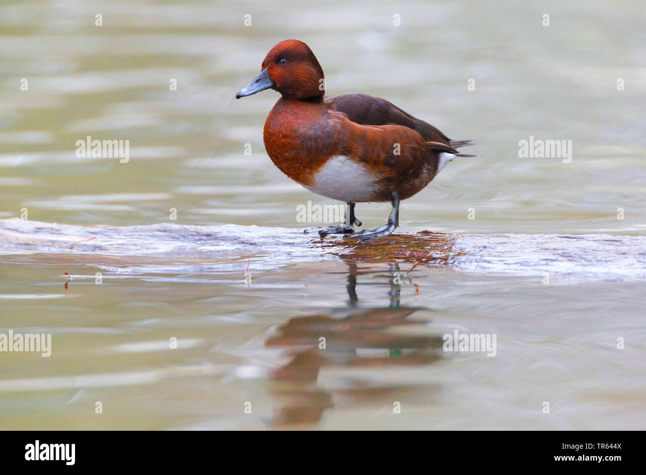 ferruginous duck (Aythya nyroca), standing on a swimming wooden plank, side view, Germany Stock Photo