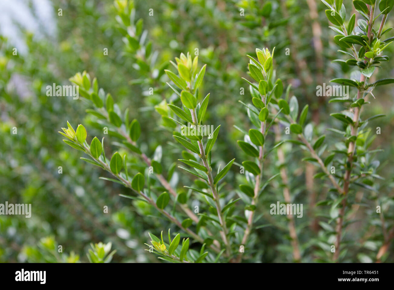 myrtle (Myrtus communis), branches, Spain Stock Photo