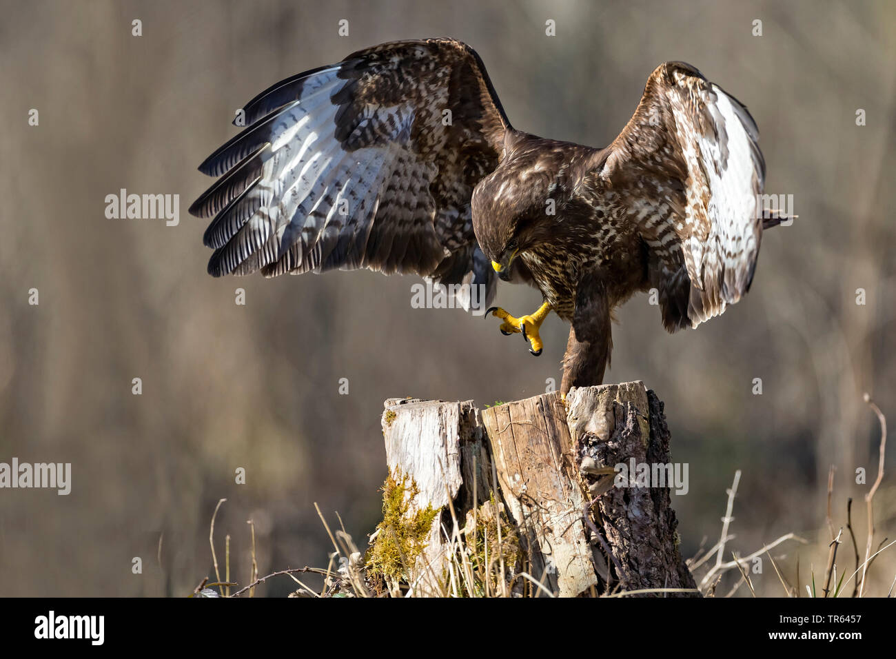 Eurasian buzzard (Buteo buteo), standing on one leg on a tree stump with outstretched wings, Germany, Bavaria Stock Photo