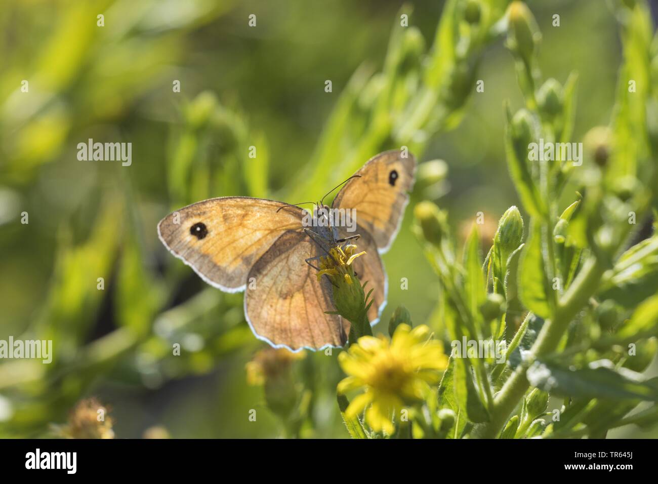Sardinian meadow brown (Maniola nurag), sitting on a composite, Italy, Sardegna Stock Photo