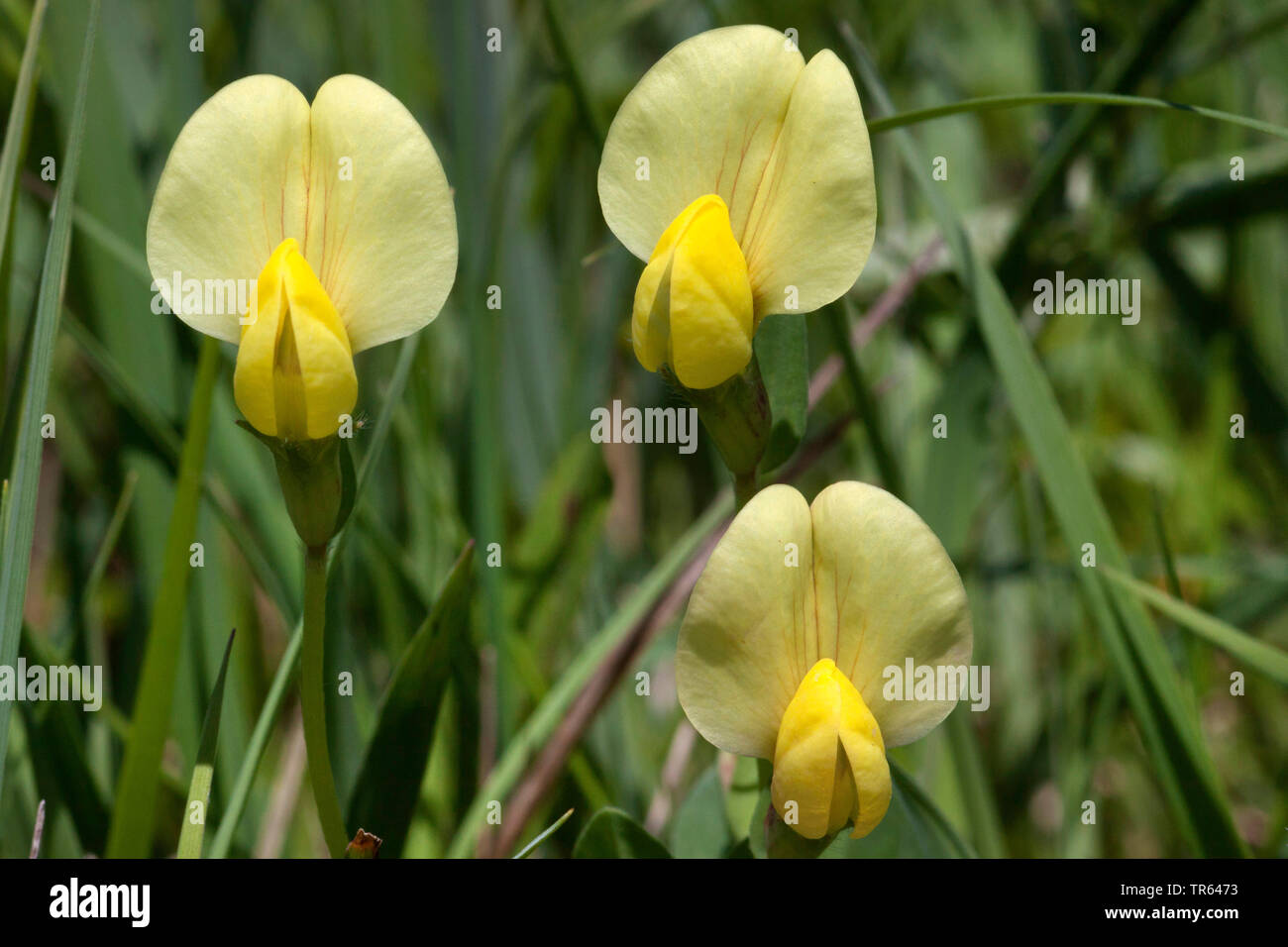 Dragon's Teeth (Tetragonolobus maritimus, Lotus maritimus, Lotus siliquosus), flowers, Germany, Bavaria Stock Photo