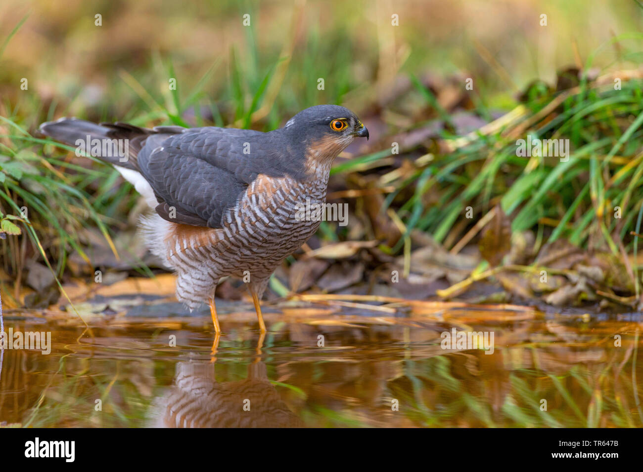 northern sparrow hawk (Accipiter nisus), male standing in shallow water, side , Germany, Bavaria Stock Photo