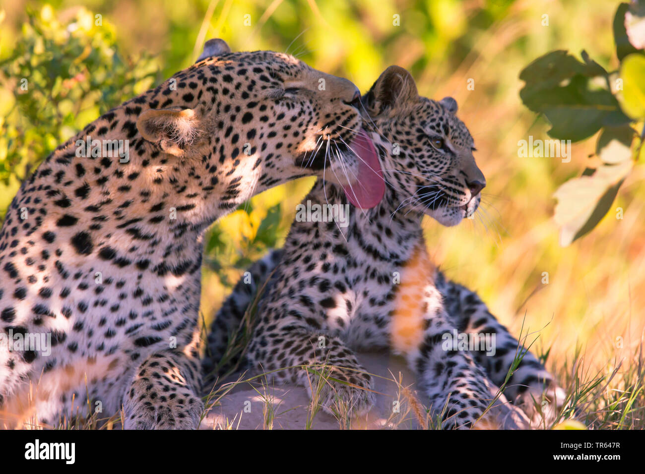 leopard (Panthera pardus), caring leopardess resting with a young animal in the shadow, Botswana Stock Photo