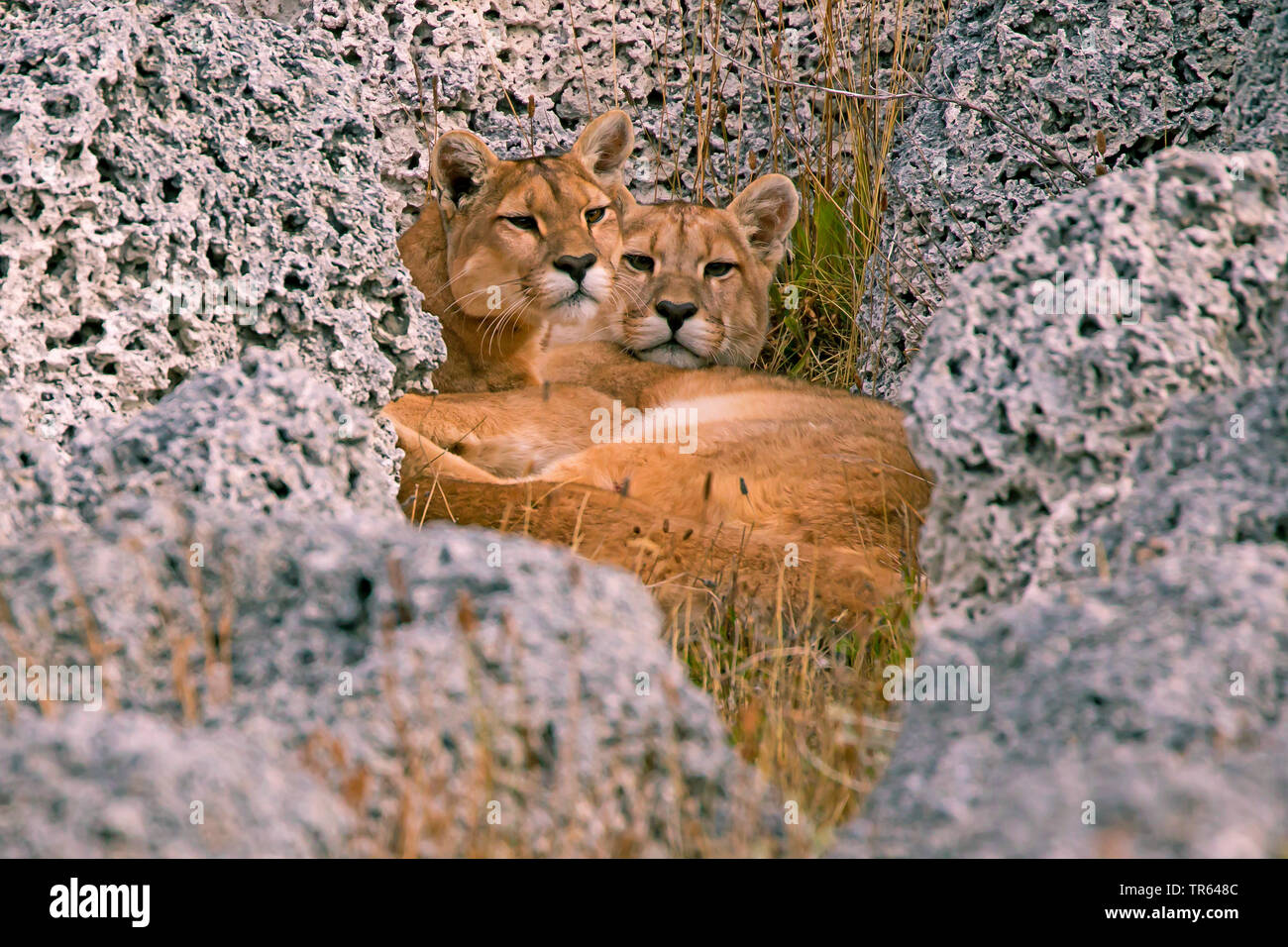 Juvenile puma hi-res stock photography and images - Alamy