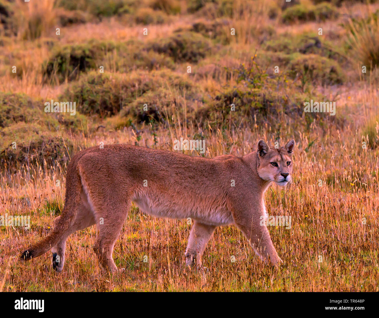 Southern South American cougar , Puma, Mountain lion, Cougar (Puma concolor  puma, Puma concolor patagonica, Puma patagonica, Puma concolor, Profelis  concolor, Felis concolor, Felis concolor patagonica), female searching for  food, Chile, Torres
