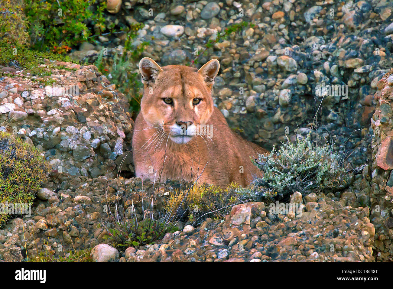 Southern South American cougar , Puma, Mountain lion, Cougar (Puma concolor  puma, Puma concolor patagonica, Puma patagonica, Puma concolor, Profelis  concolor, Felis concolor, Felis concolor patagonica), lurking, Chile,  Torres del Paine National