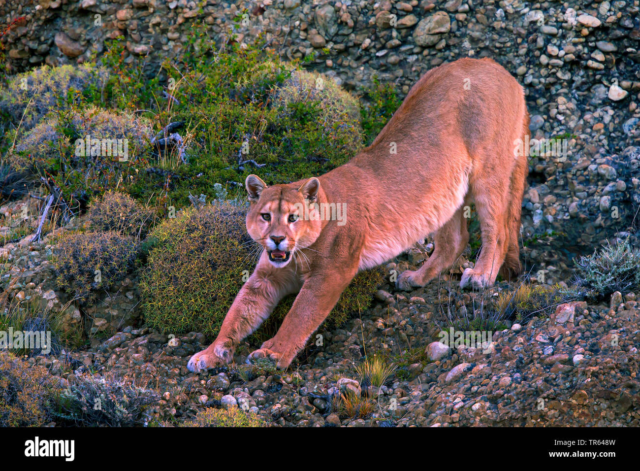 Southern South American cougar , Puma, Mountain lion, Cougar (Puma concolor  puma, Puma concolor patagonica, Puma patagonica, Puma concolor, Profelis  concolor, Felis concolor, Felis concolor patagonica), stretching, Chile,  Torres del Paine National