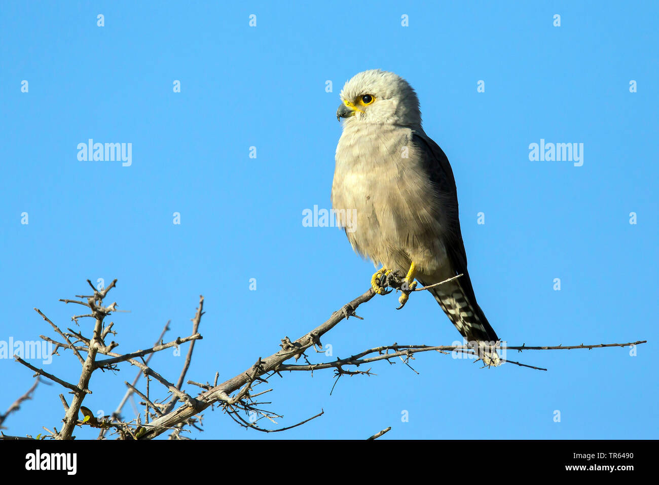Dickinson's kestrel (Falco dickinsoni), sitting on a branch, Botswana ...
