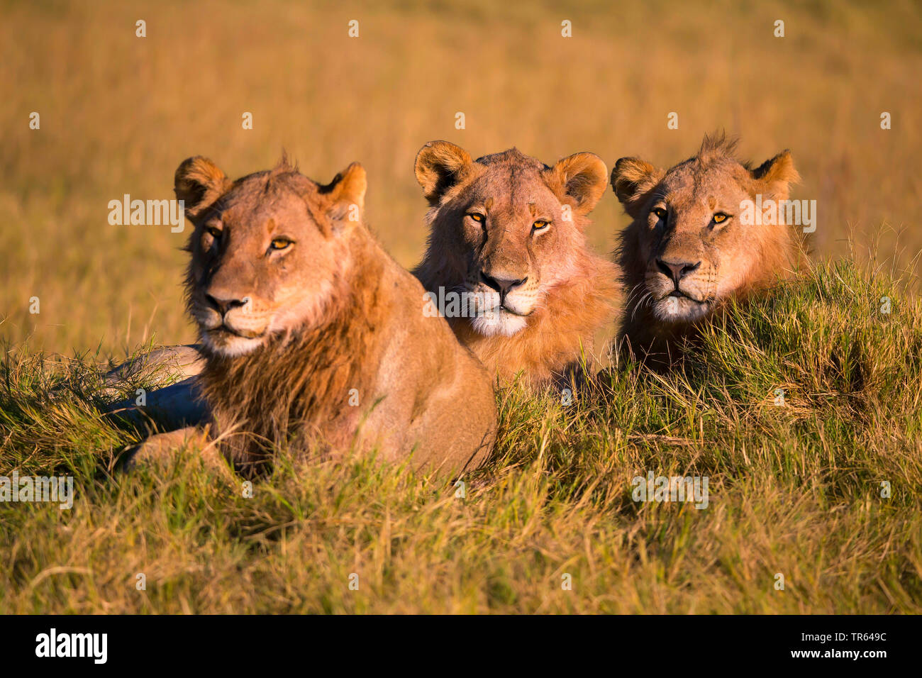 lion (Panthera leo), females resting in savanna, Botswana Stock Photo