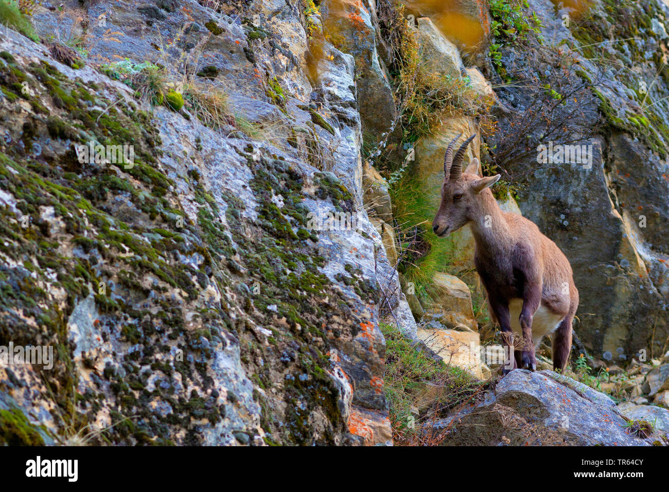 Alpine ibex (Capra ibex, Capra ibex ibex), doe standing at a rocky mountainside, Italy, Aosta Stock Photo