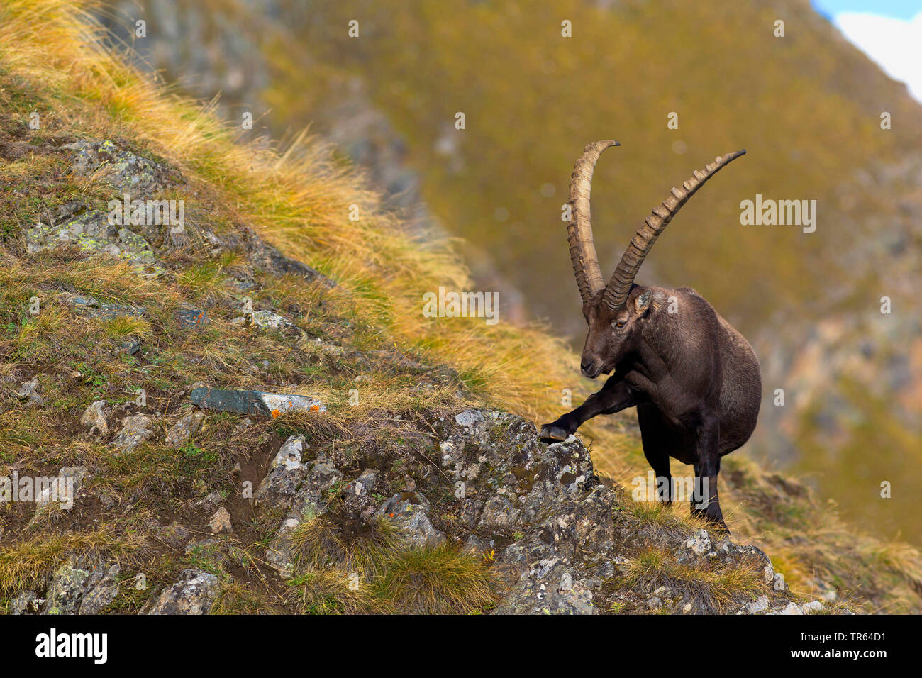 Alpine ibex (Capra ibex, Capra ibex ibex), buck climbing at a rocky mountainside, front view, Italy, Aosta Stock Photo