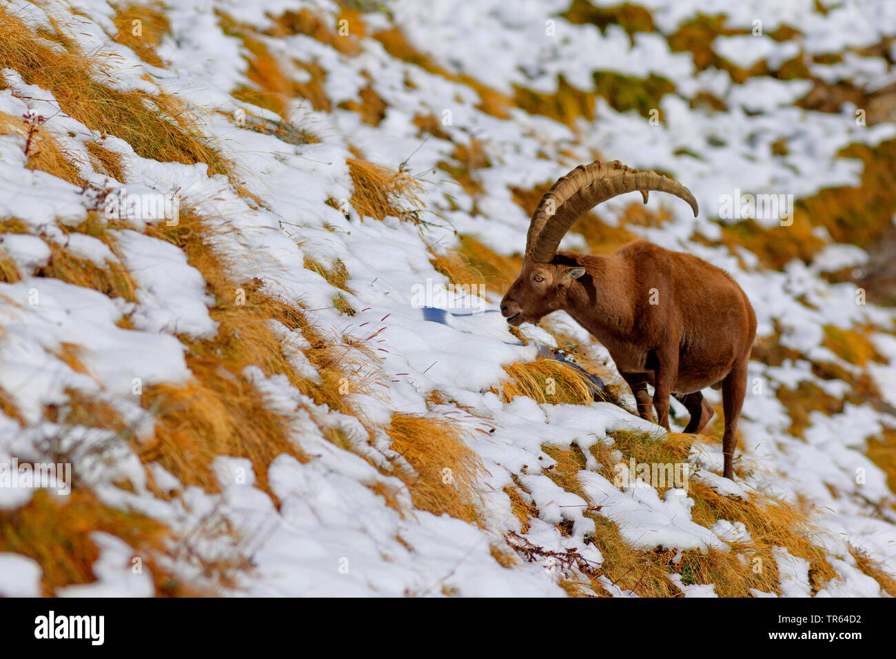 Alpine ibex (Capra ibex, Capra ibex ibex), buck feeding in a mountain meadow with remains of snow, Italy, Aosta Stock Photo