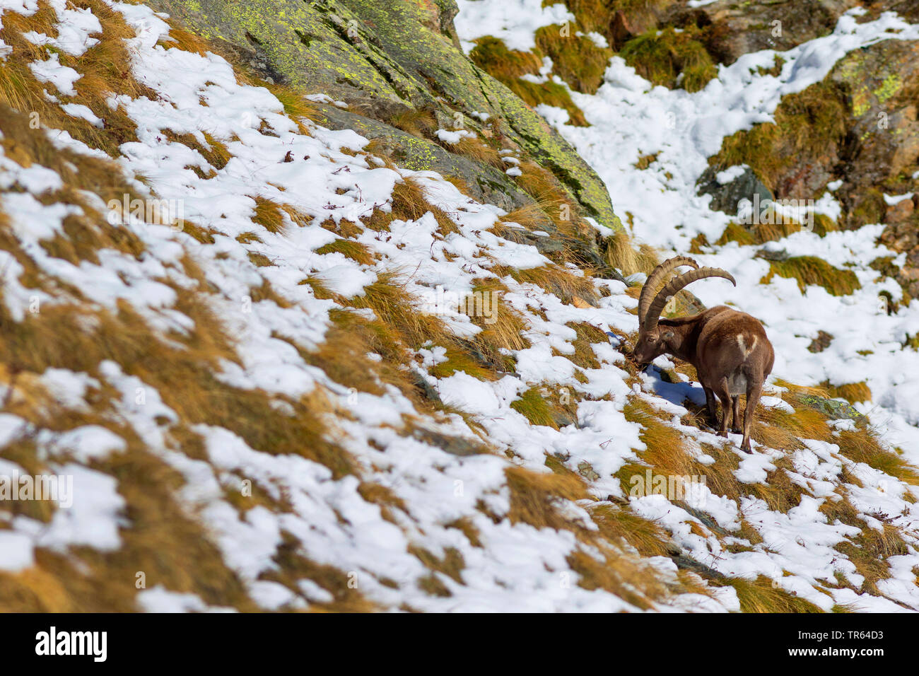 Alpine ibex (Capra ibex, Capra ibex ibex), buck feeding in a mountain meadow with remains of snow, rear view, Italy, Aosta Stock Photo