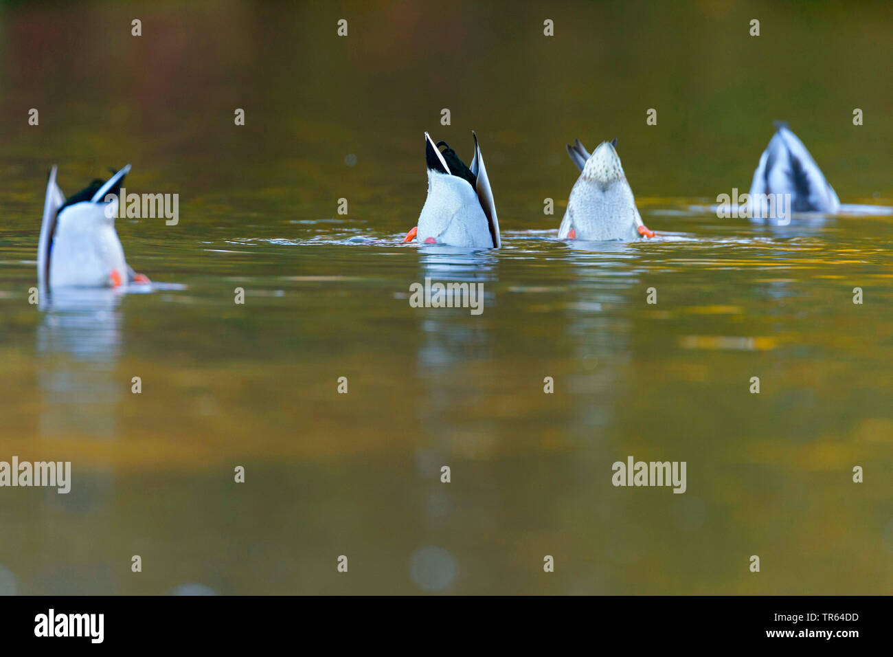 mallard (Anas platyrhynchos), dabbling mallards, Germany, Bavaria Stock Photo