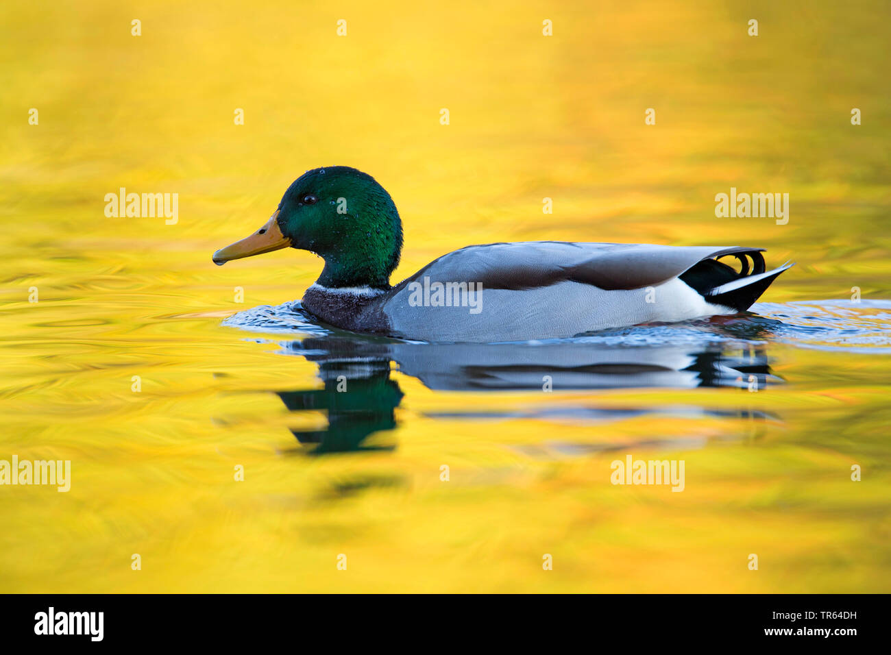 mallard (Anas platyrhynchos), swimming drake, side view, Germany, Bavaria Stock Photo