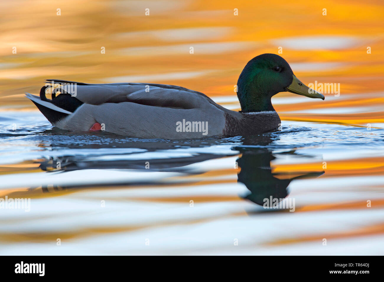 mallard (Anas platyrhynchos), swimming drake, side view, Germany, Bavaria Stock Photo