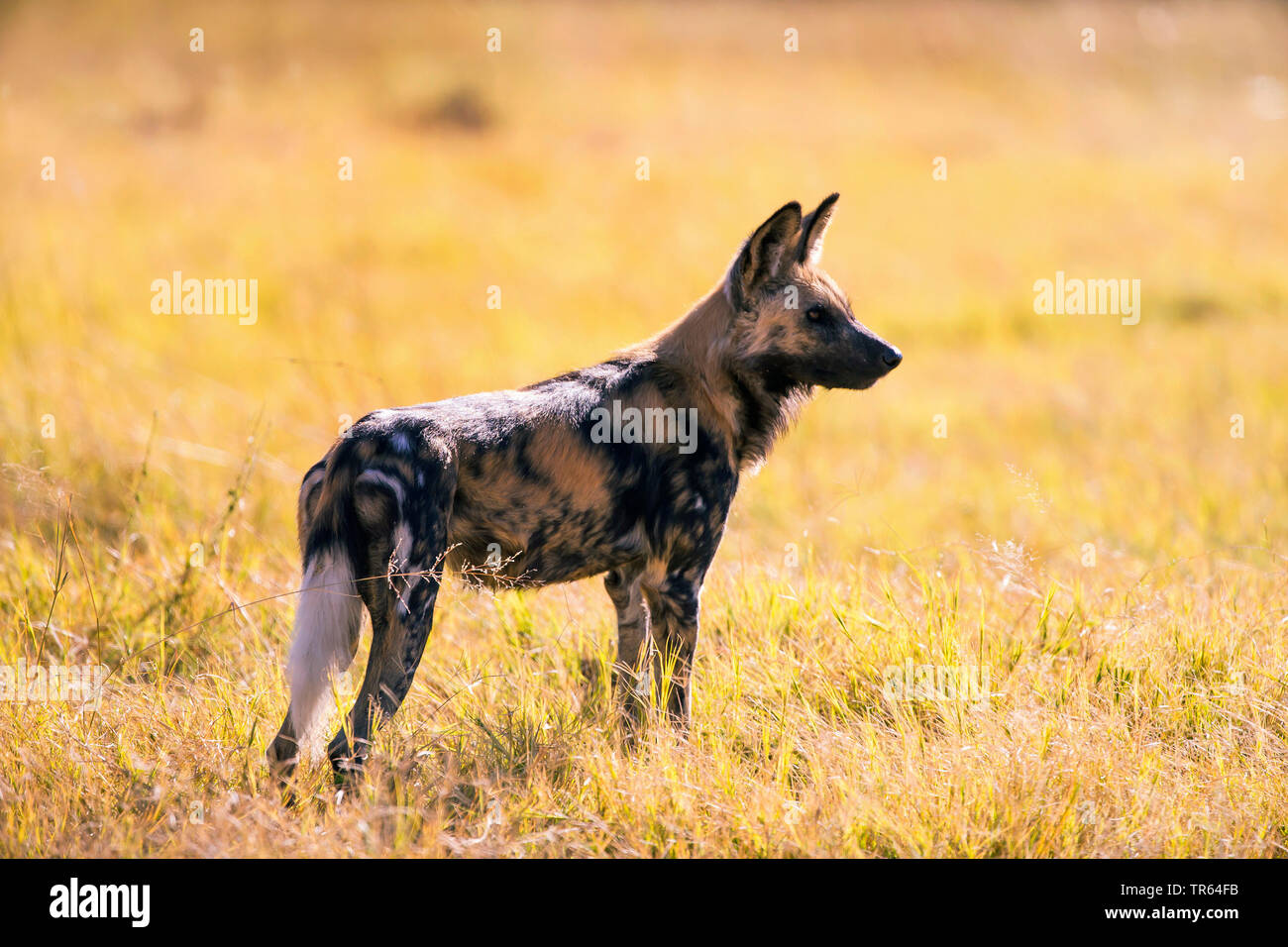 African wild dog, African hunting dog, Cape hunting dog, Painted dog, Painted wolf, Painted hunting dog, Spotted dog, Ornate wolf (Lycaon pictus), standing in the savannah, side view, Botswana Stock Photo