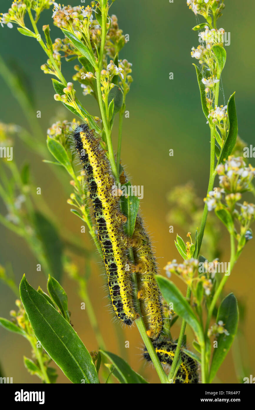 Hairy caterpillars hi-res stock photography and images - Alamy