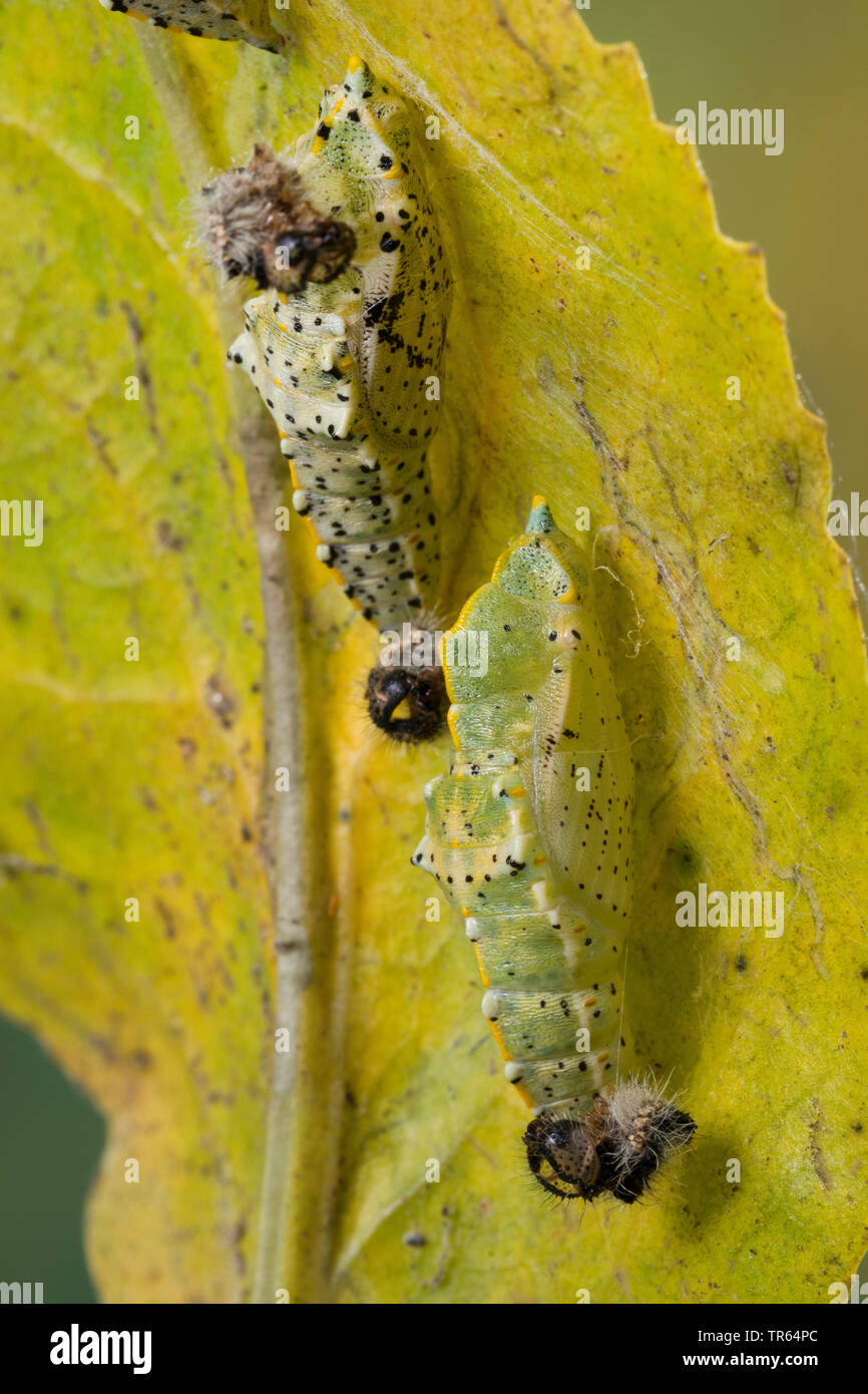 large white (Pieris brassicae), girdled pupas at a leaf, Germany Stock Photo
