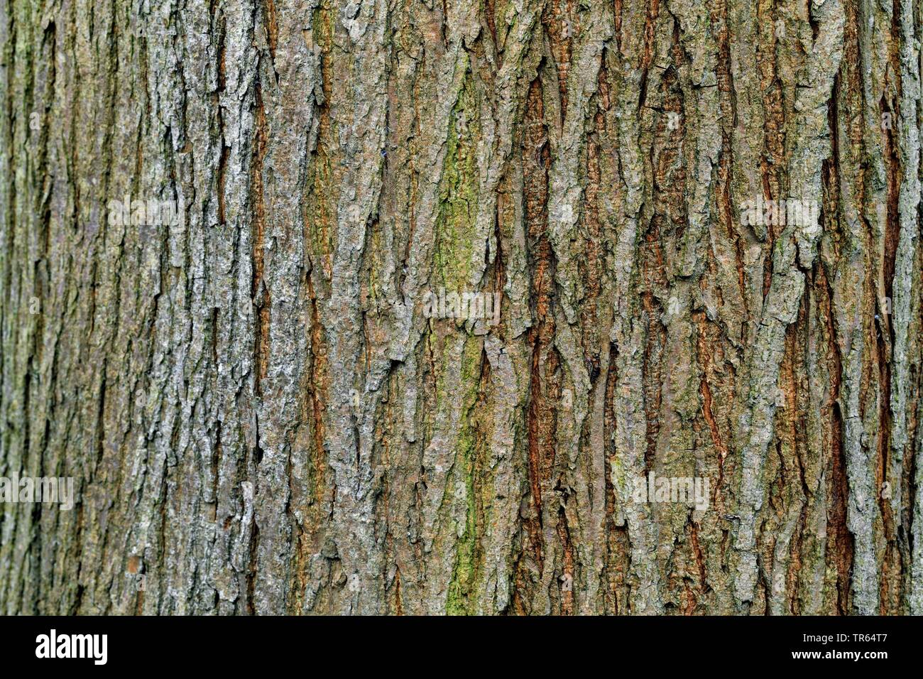 Scotch elm, Wych elm (Ulmus glabra, Ulmus scabra), bark, Germany Stock Photo