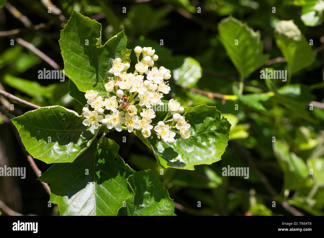 broad-leaved whitebeam, service tree of Fontainebleau (Sorbus latifolia), blooming branch Stock Photo