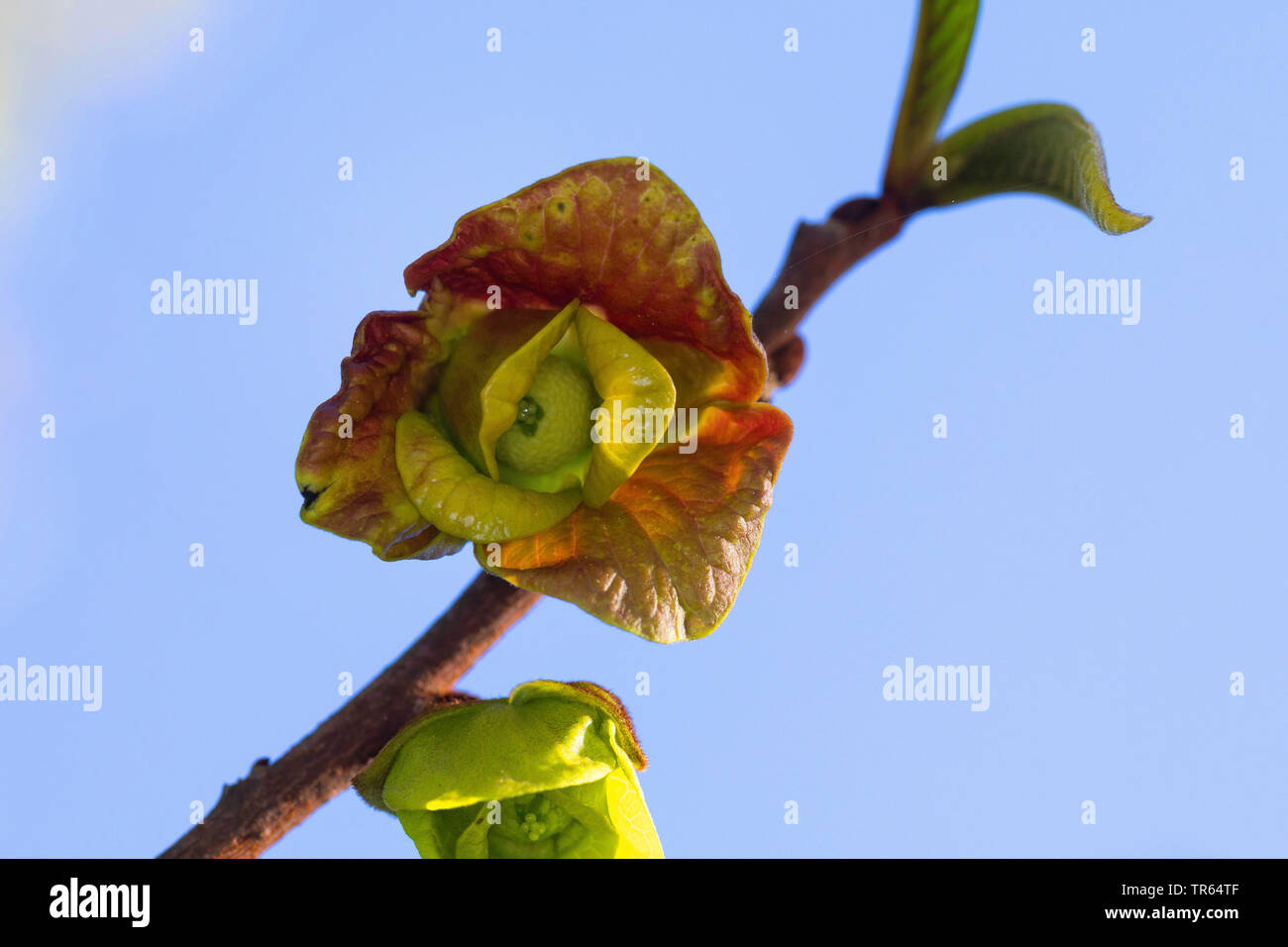 common pawpaw, cherimoya (Asimina triloba), flowers Stock Photo