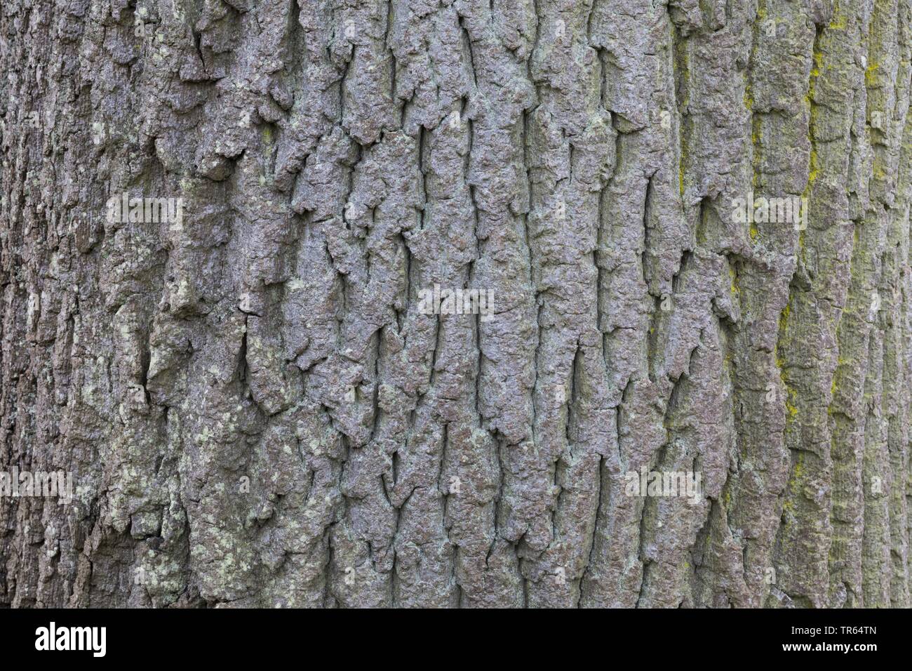 common ash, European ash (Fraxinus excelsior), bark, Germany Stock Photo