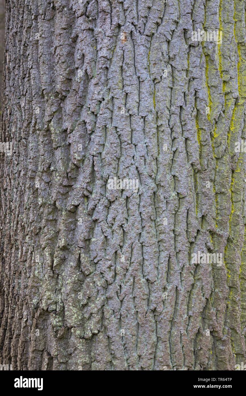 common ash, European ash (Fraxinus excelsior), bark, Germany Stock Photo