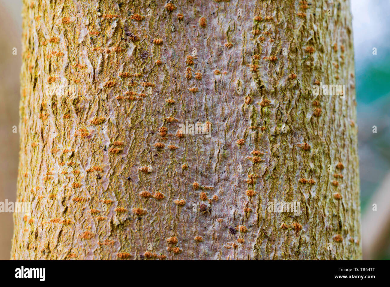 field maple, common maple (Acer campestre), bark, Germany Stock Photo
