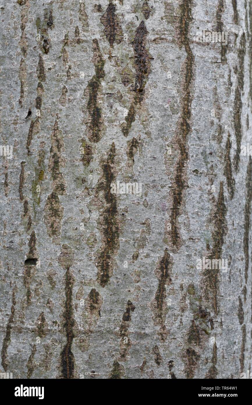 grey alder, hoary alder, speckled alder (Alnus incana), bark, Germany Stock Photo
