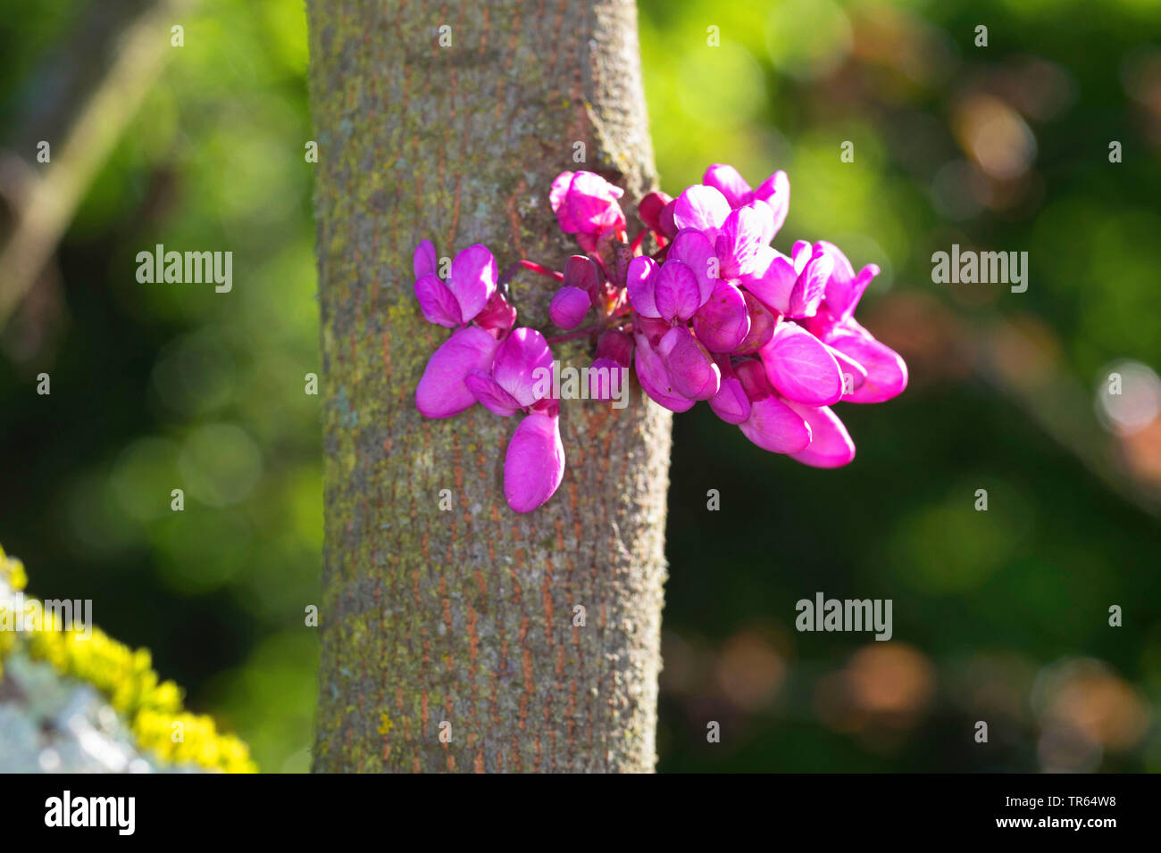 judas tree (Cercis siliquastrum, , Siliquastrum orbicularis), blooming, Germany Stock Photo
