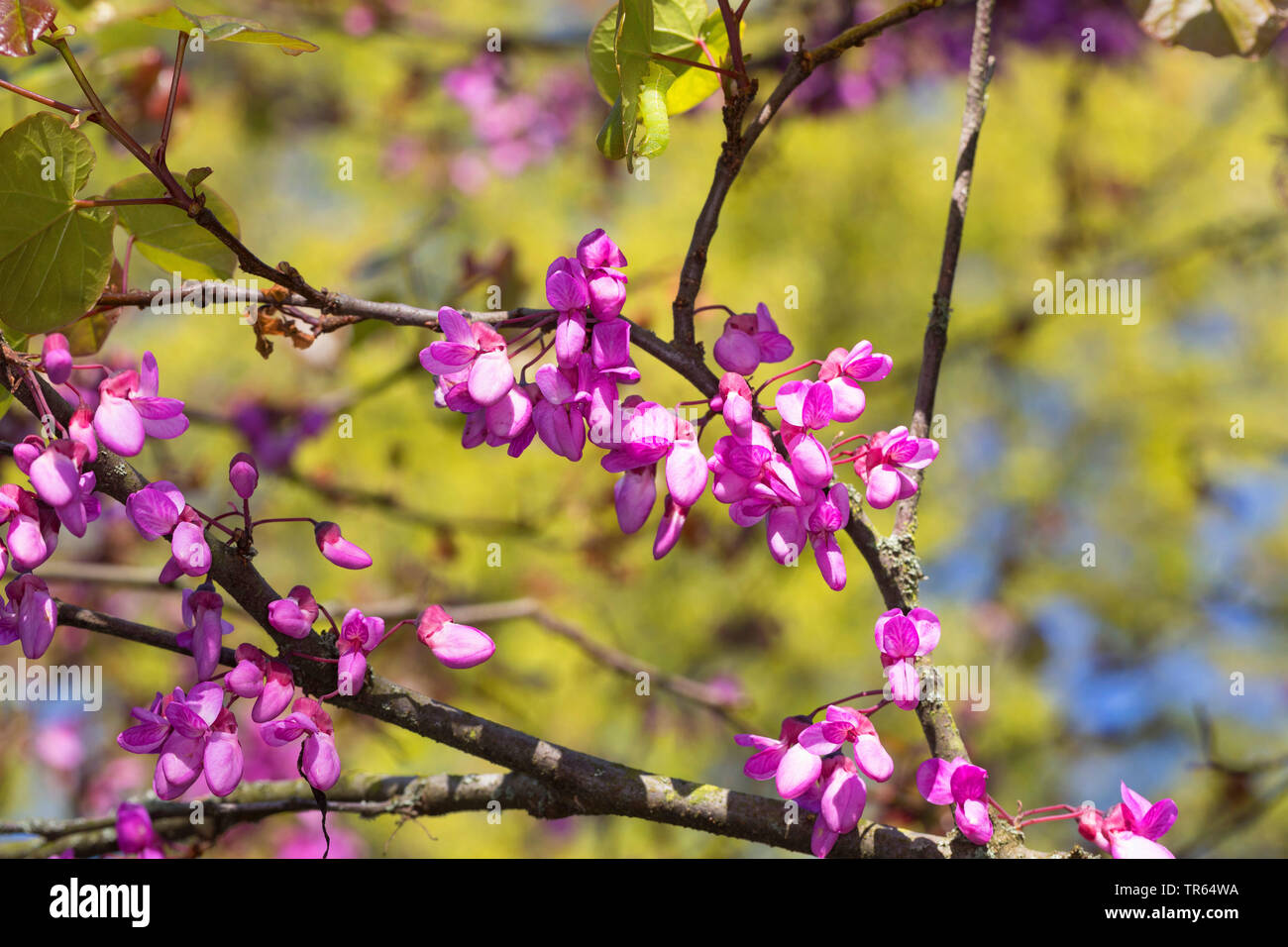 judas tree (Cercis siliquastrum, , Siliquastrum orbicularis), blooming branch, Germany Stock Photo