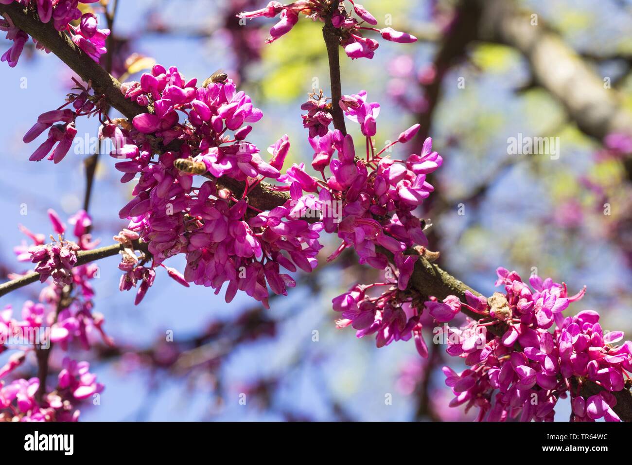 judas tree (Cercis siliquastrum, , Siliquastrum orbicularis), blooming branch, Germany Stock Photo