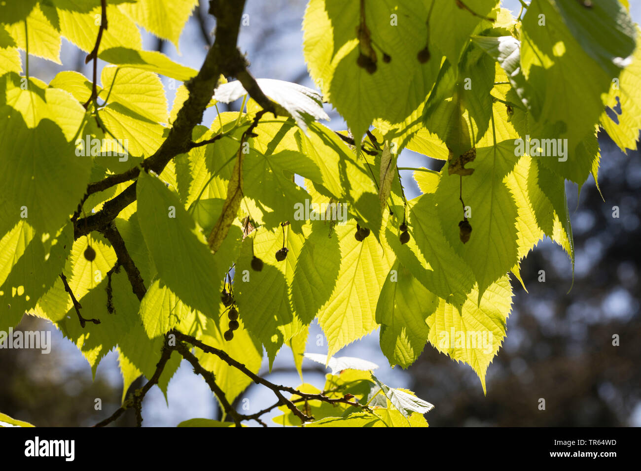 Caucasian Lime, Caucasian Linden, Bigleaf Linden, Bigleaf Lime (Tilia dasystyla, Tilia caucasica), branch with fruits in backlight Stock Photo