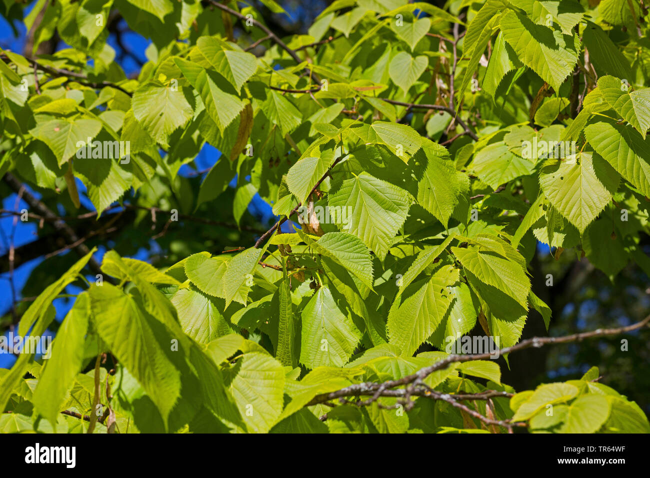 Caucasian Lime, Caucasian Linden, Bigleaf Linden, Bigleaf Lime (Tilia dasystyla, Tilia caucasica), branches Stock Photo