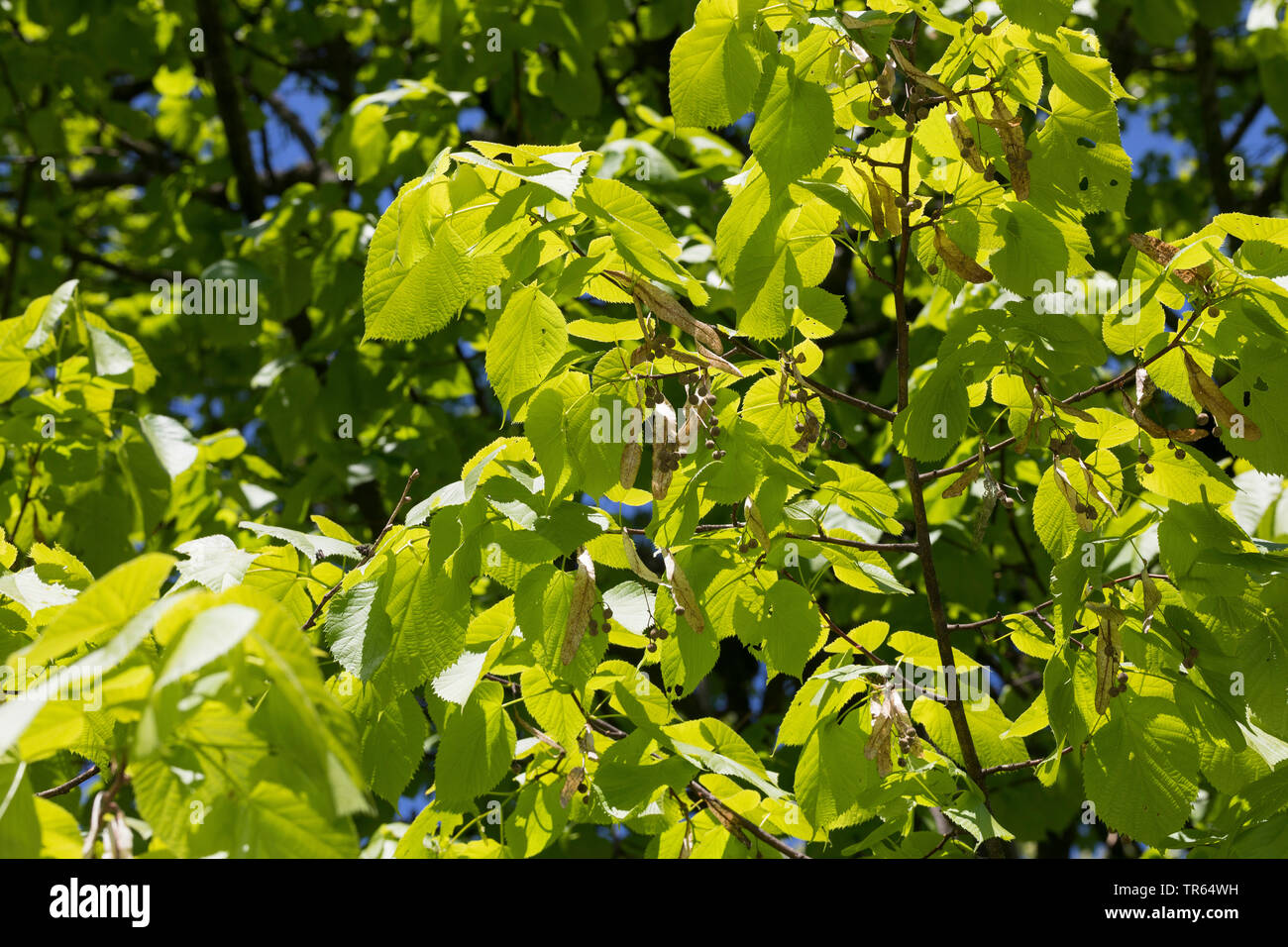 Caucasian Lime, Caucasian Linden, Bigleaf Linden, Bigleaf Lime (Tilia dasystyla, Tilia caucasica), branches in sunlight with fruits Stock Photo