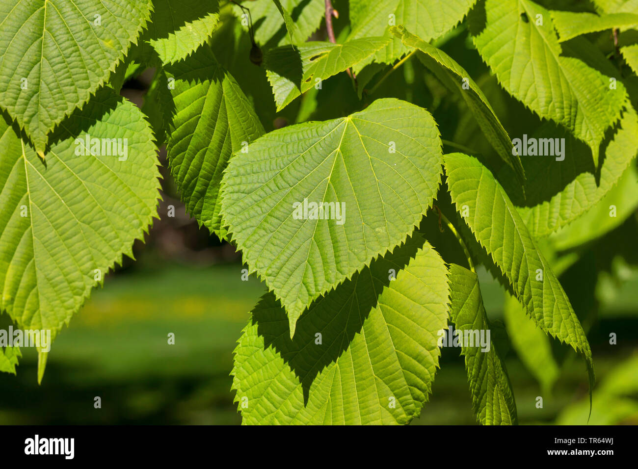 Caucasian Lime, Caucasian Linden, Bigleaf Linden, Bigleaf Lime (Tilia dasystyla, Tilia caucasica), leaf on a branch Stock Photo
