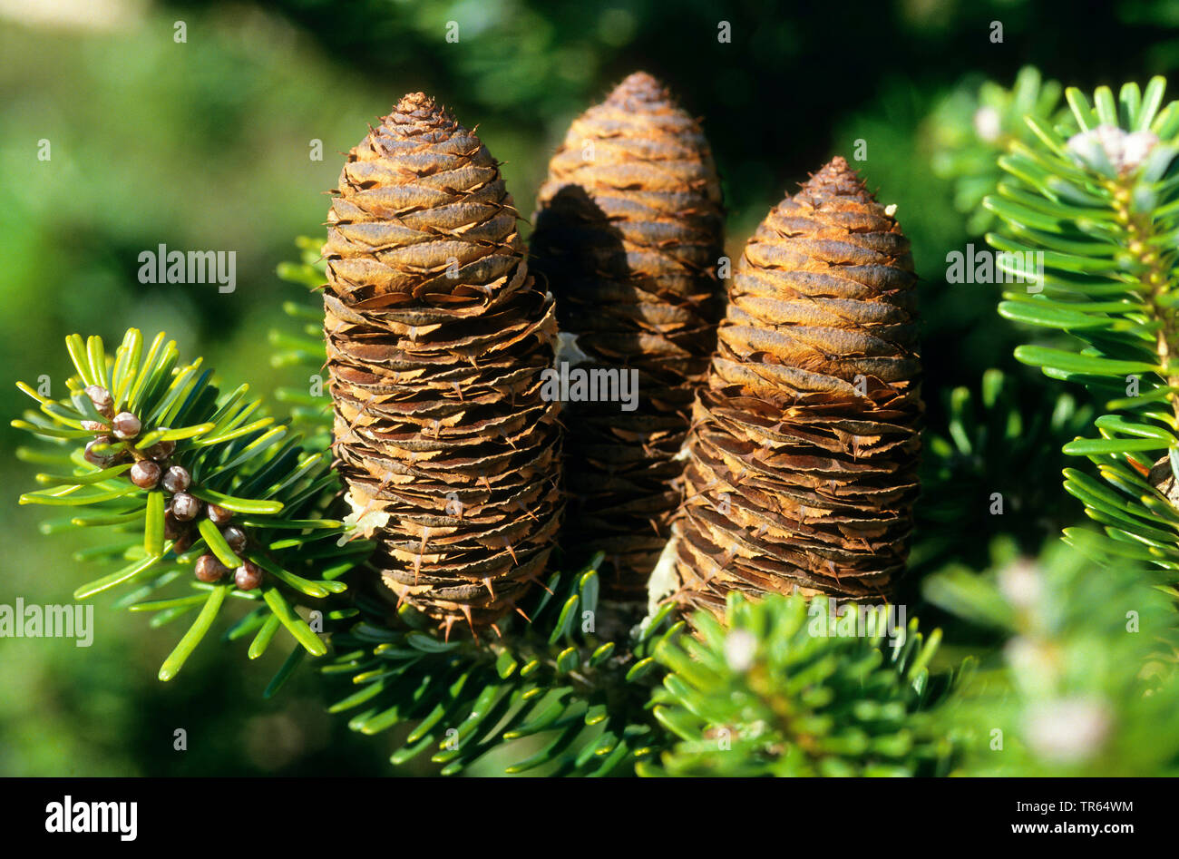 Korean fir (Abies koreana), branches with cones Stock Photo