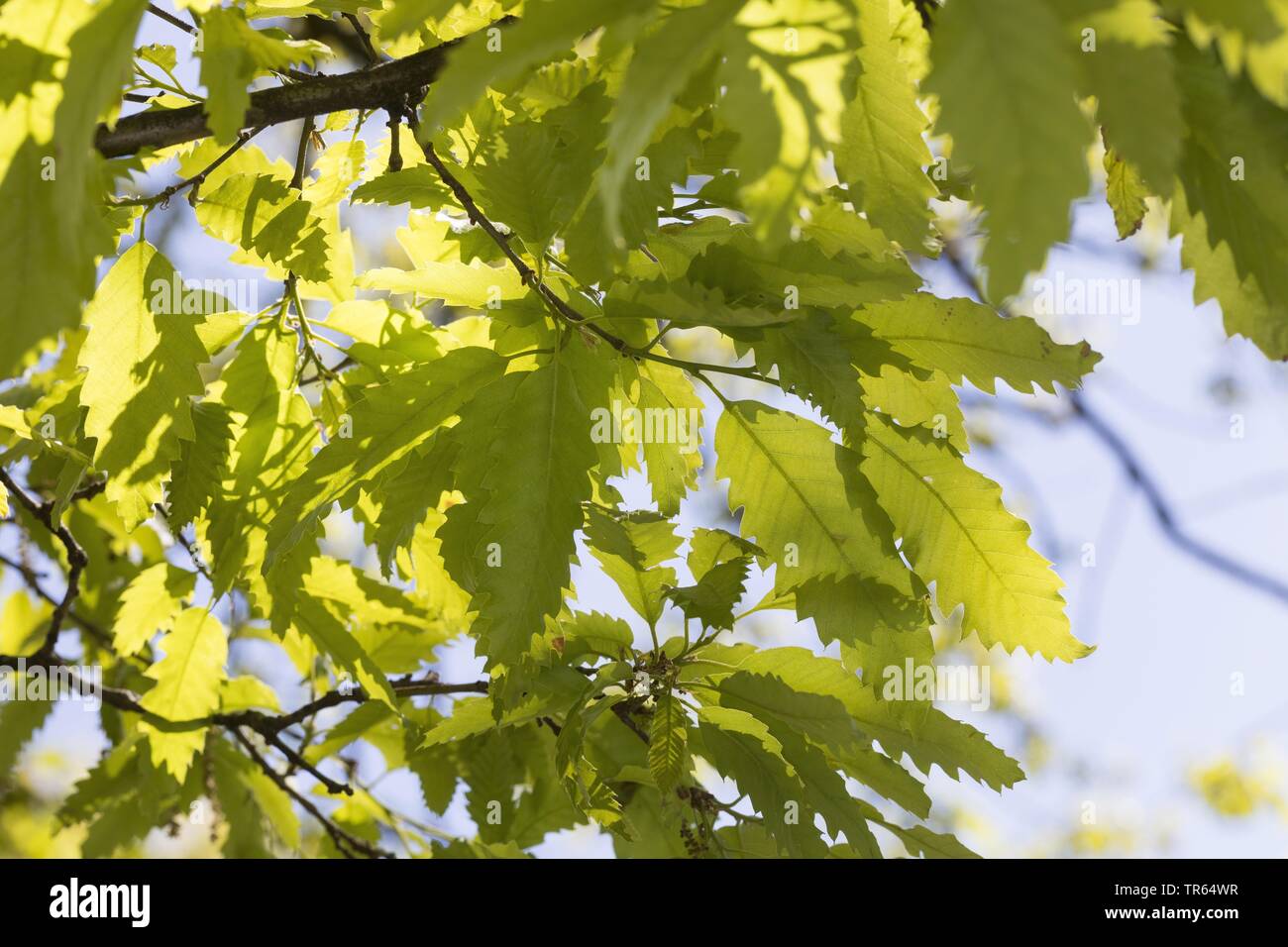 Lebanon oak (Quercus libani, Quercus vesca), branch in backlight Stock Photo