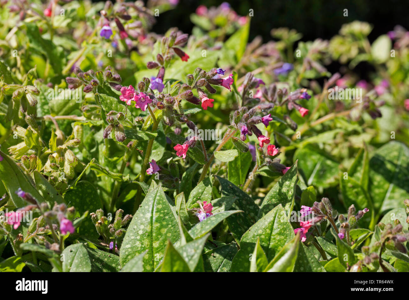 Common lungwort (Pulmonaria officinalis), blooming, Germany Stock Photo