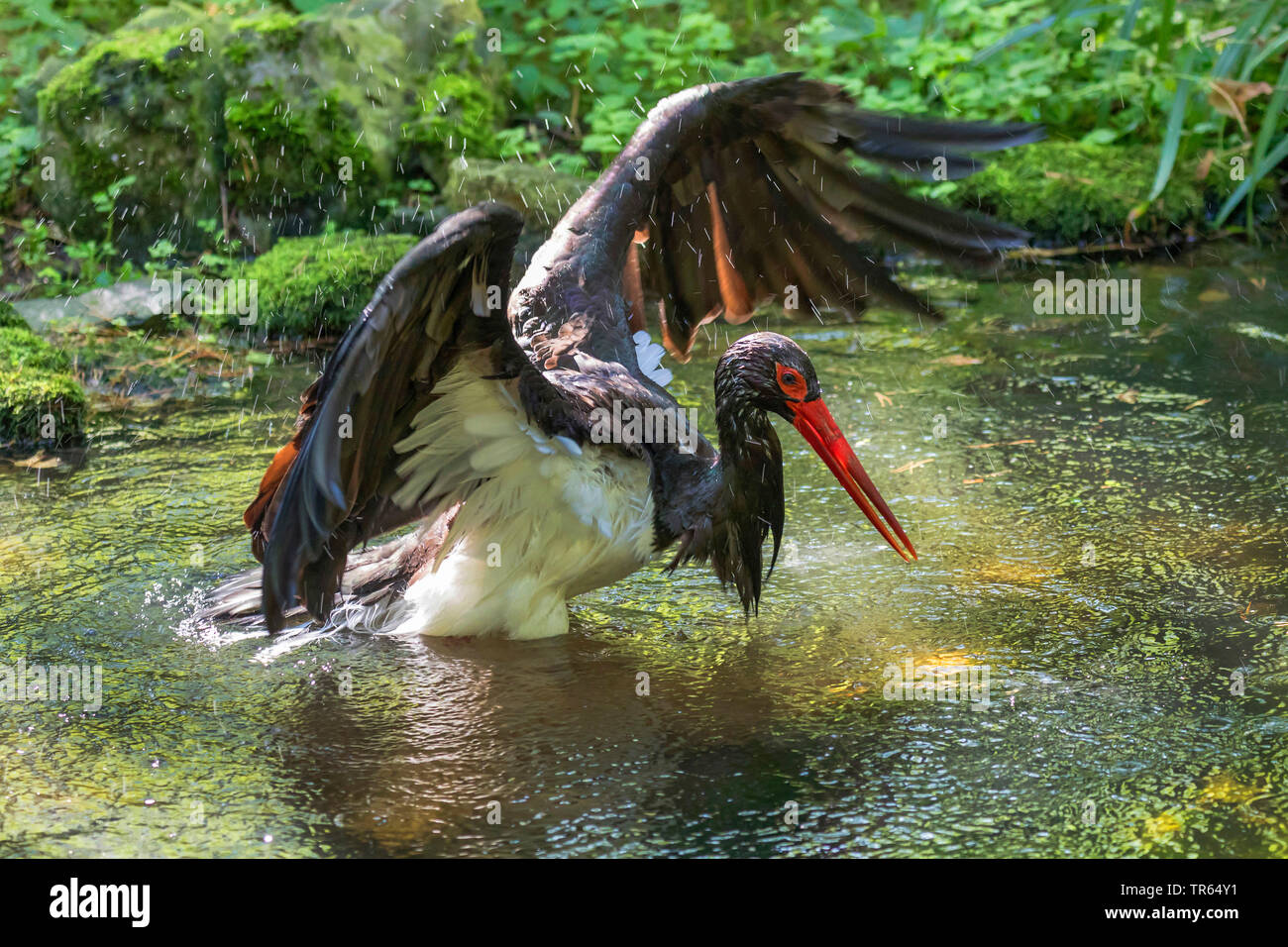 black stork (Ciconia nigra), bathing in shallow water, side view Stock Photo