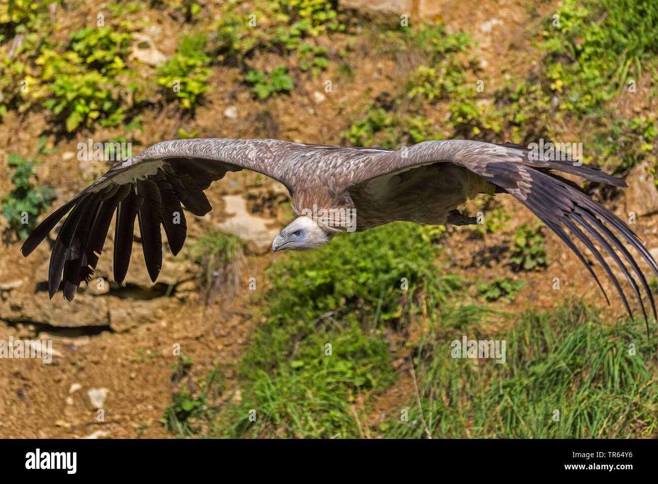 griffon vulture (Gyps fulvus), flying Stock Photo