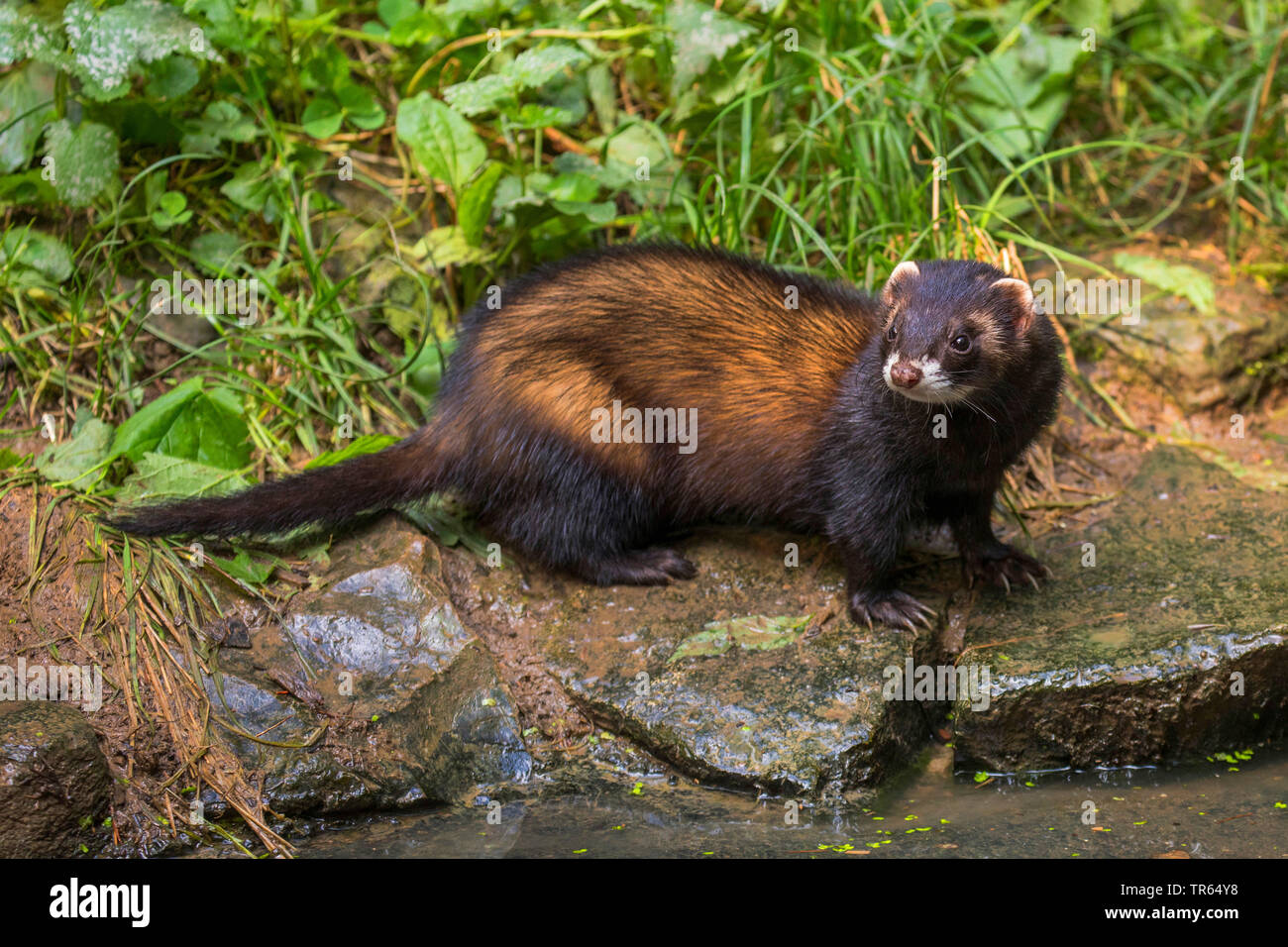 domestic polecat, domestic ferret (Mustela putorius f. furo, Mustela putorius furo), dark shape, Germany, Bavaria Stock Photo