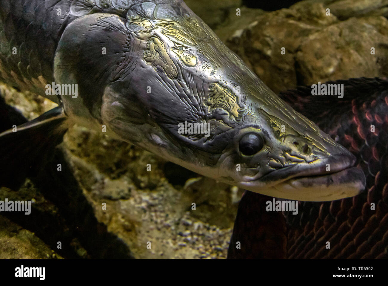 pirarucu (Arapaima gigas), portrait, larges freshwater fish Stock Photo