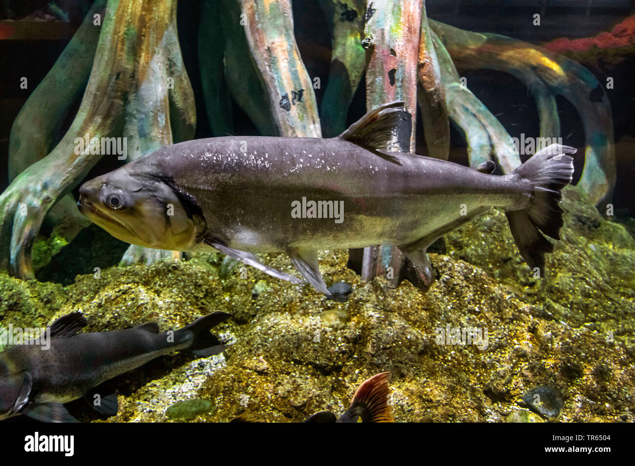 Dog Tooth Characin, Vampire Fish (Hydrolycus scomberoides), lateral view, USA, Arizona Stock Photo